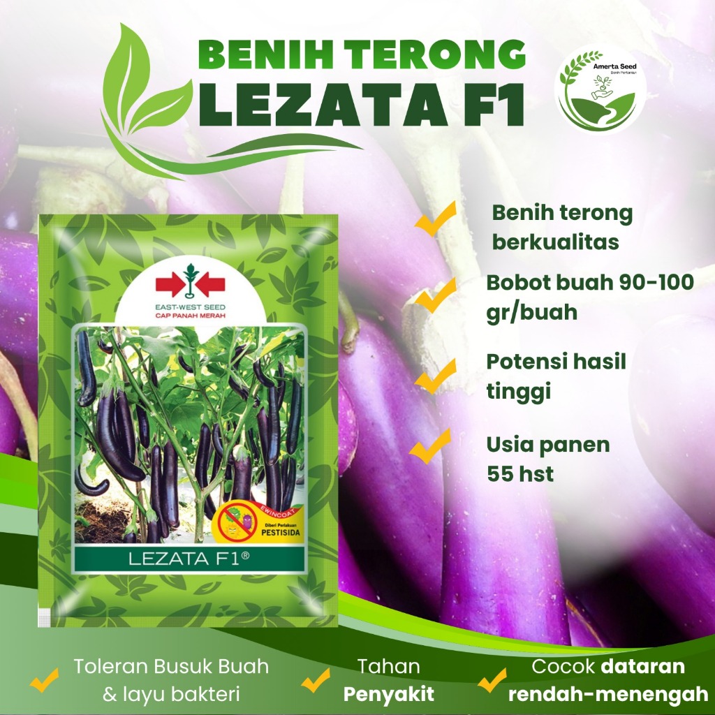BENIH TERONG LEZATA F1 | Benih Terong Ungu Produktif Berkualitas