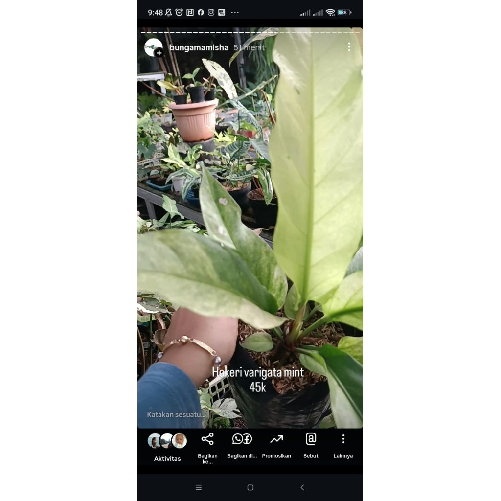 anthurium hokeri varigata mint jose buono