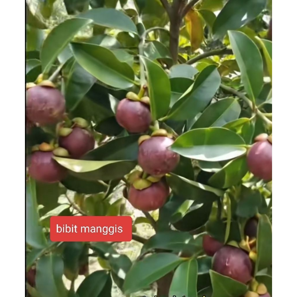 Bibit pohon manggis cepat berbuah tinggi 50cm-65cm