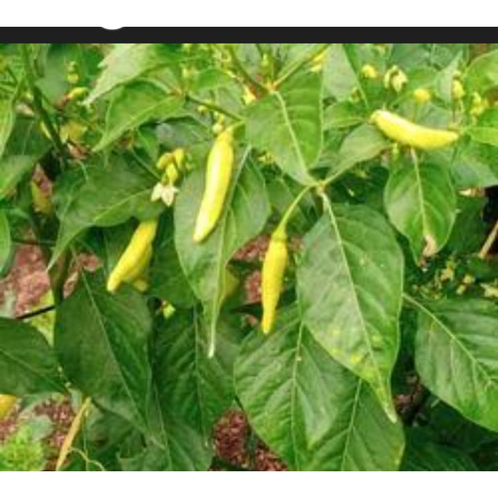 tanaman sayur cabai setan/cabai domba
