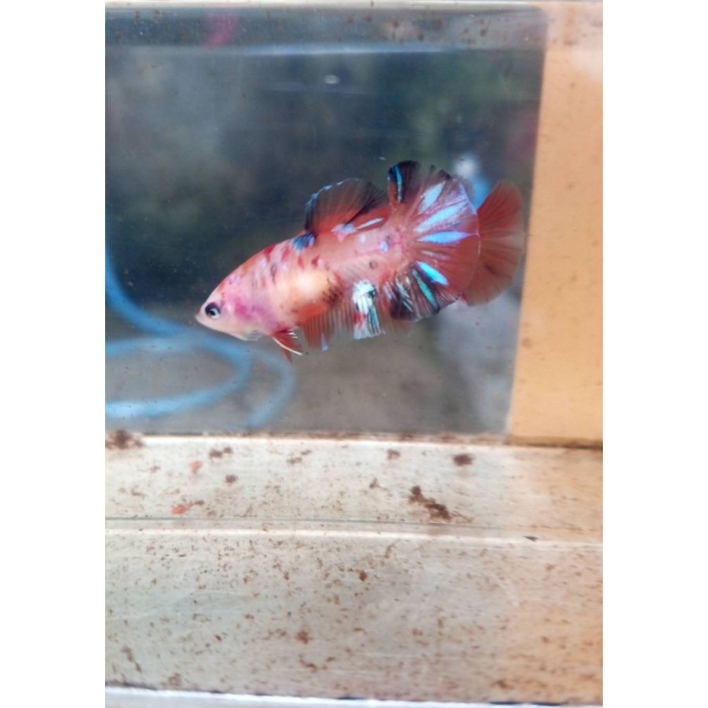 Stiker hmpk koi female / hiasan aquarium