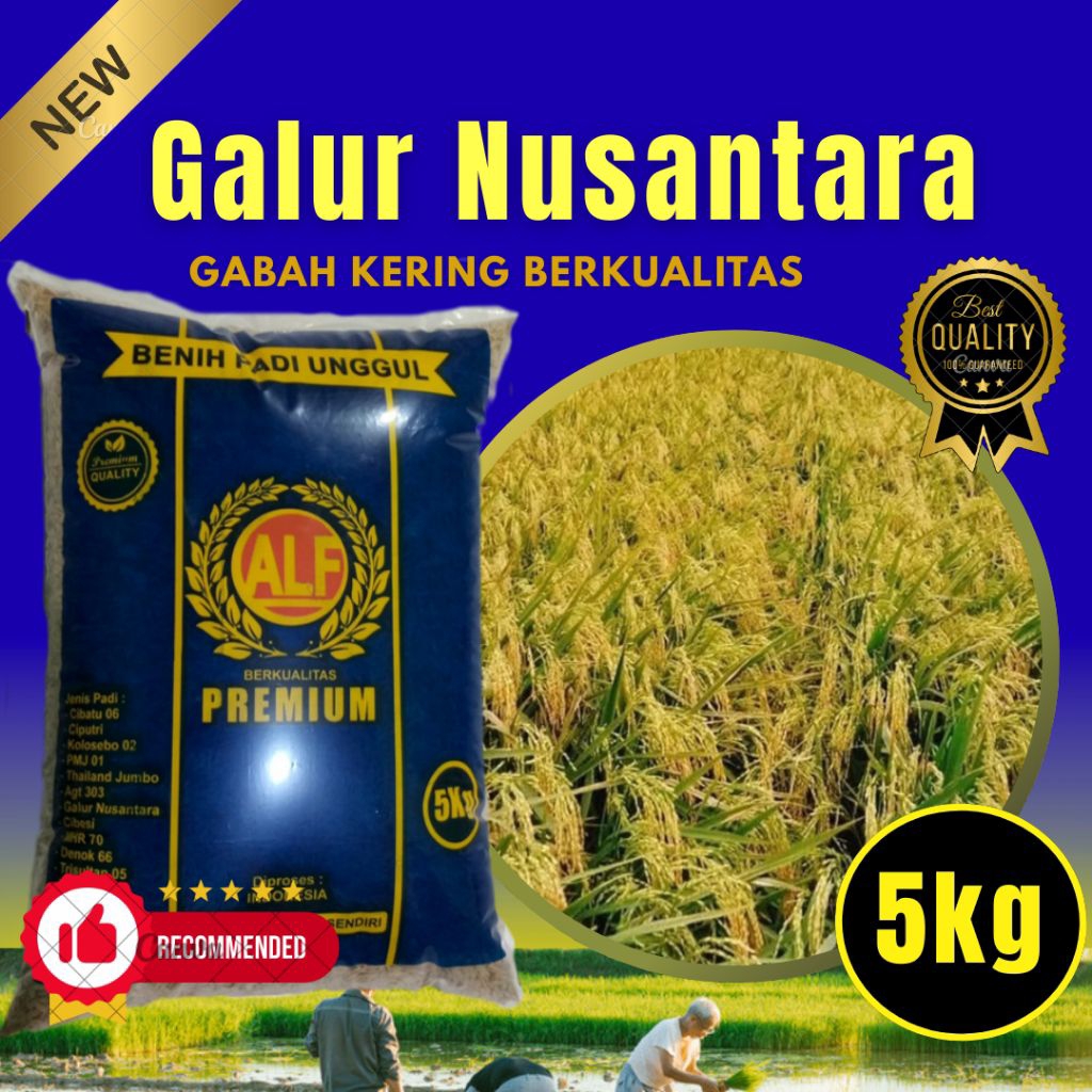 padi unggul Galor Nusantara  benih padi berkualitas premium buah yg lebat 5kg