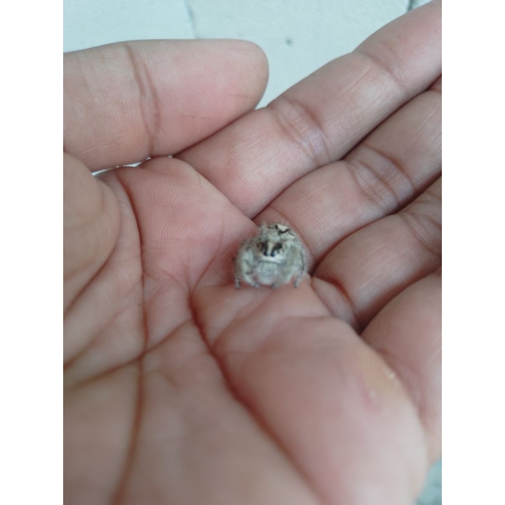 Sepasang jumping Spider Hyllus Diardi