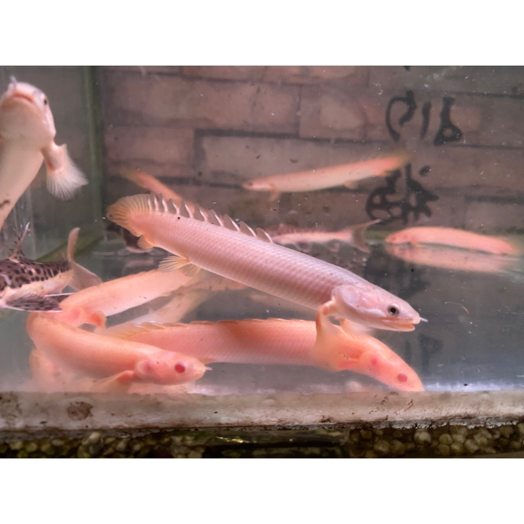ikan palmas albino ukuran 15cm
