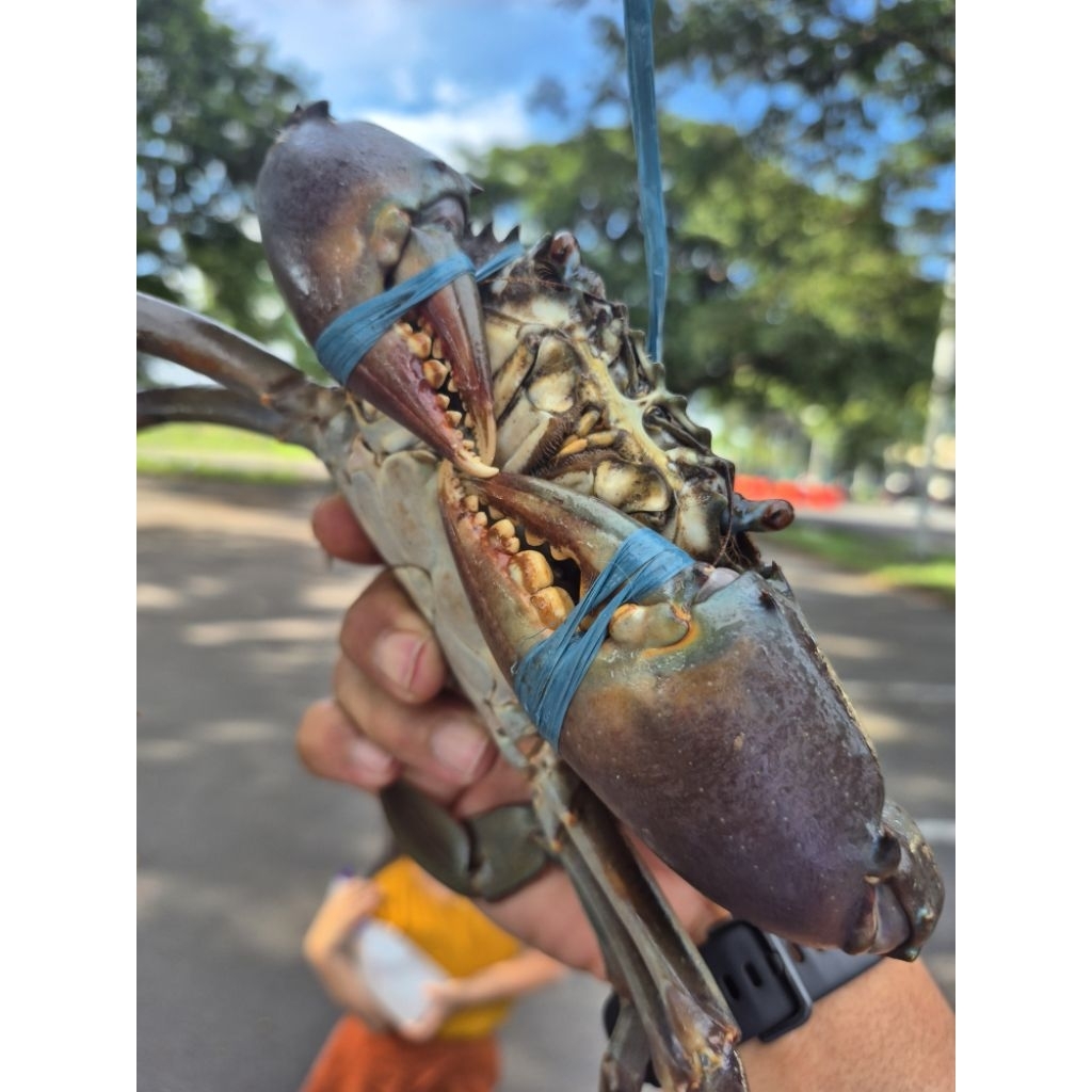 KEPITING SUPER PAPUA JANTAN (HIDUP FULL DAGING)