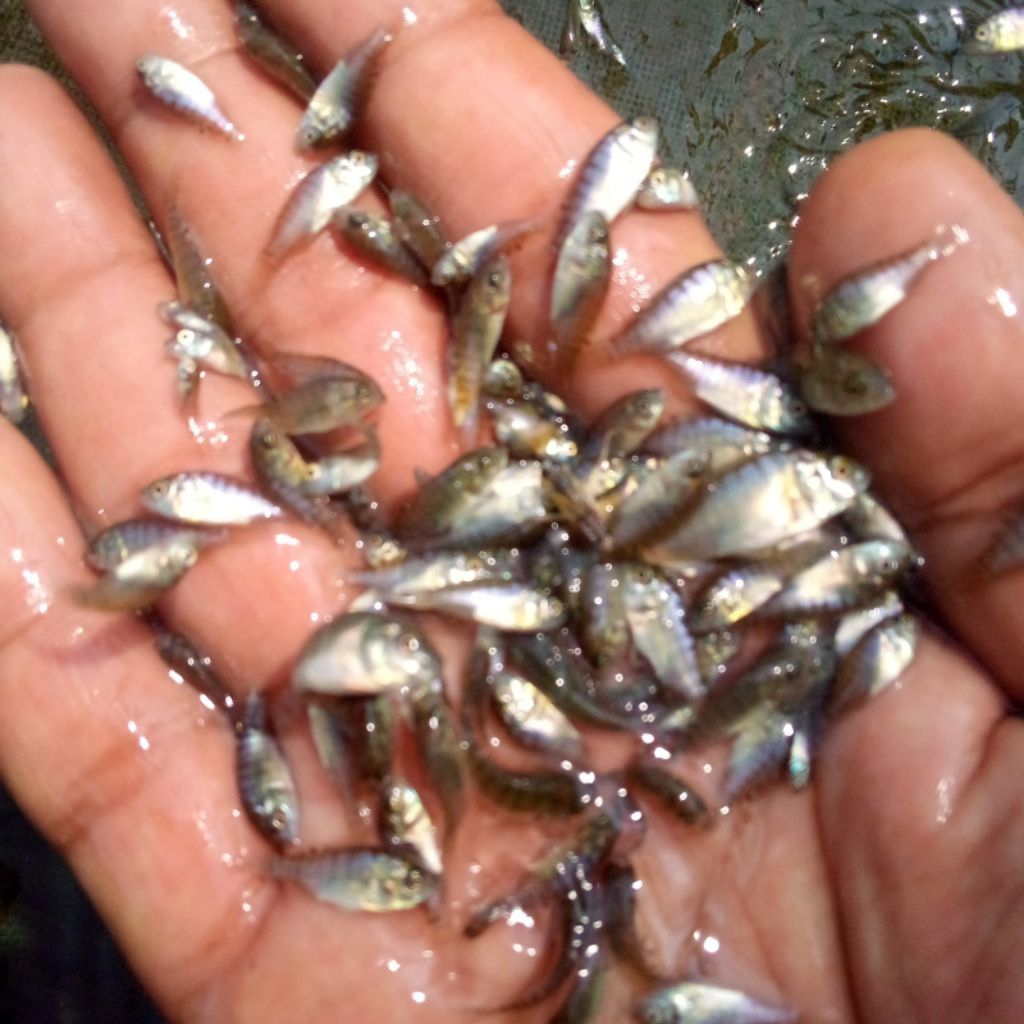 bibit ikan nila hitam nirwana super Nila GIF.NILA GESIT. isi 100 ekor. ukuran 2-3.terbaik.. gratis p