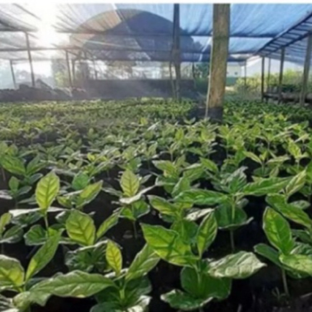 bibit kopi robusta dan arabika