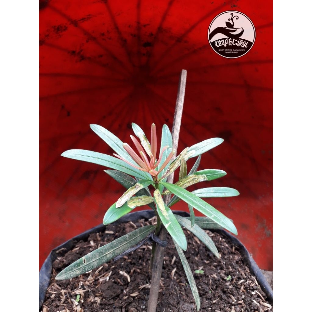 lohansung pucuk merah/bibit bonsai lohansung pucuk merah/red budhist pine