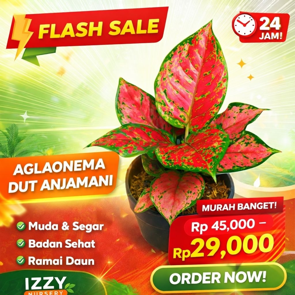 Aglonema Dut Anjamani Dewasa Tanaman Hias Aglonema Dut Anjamani Merah Rimbun