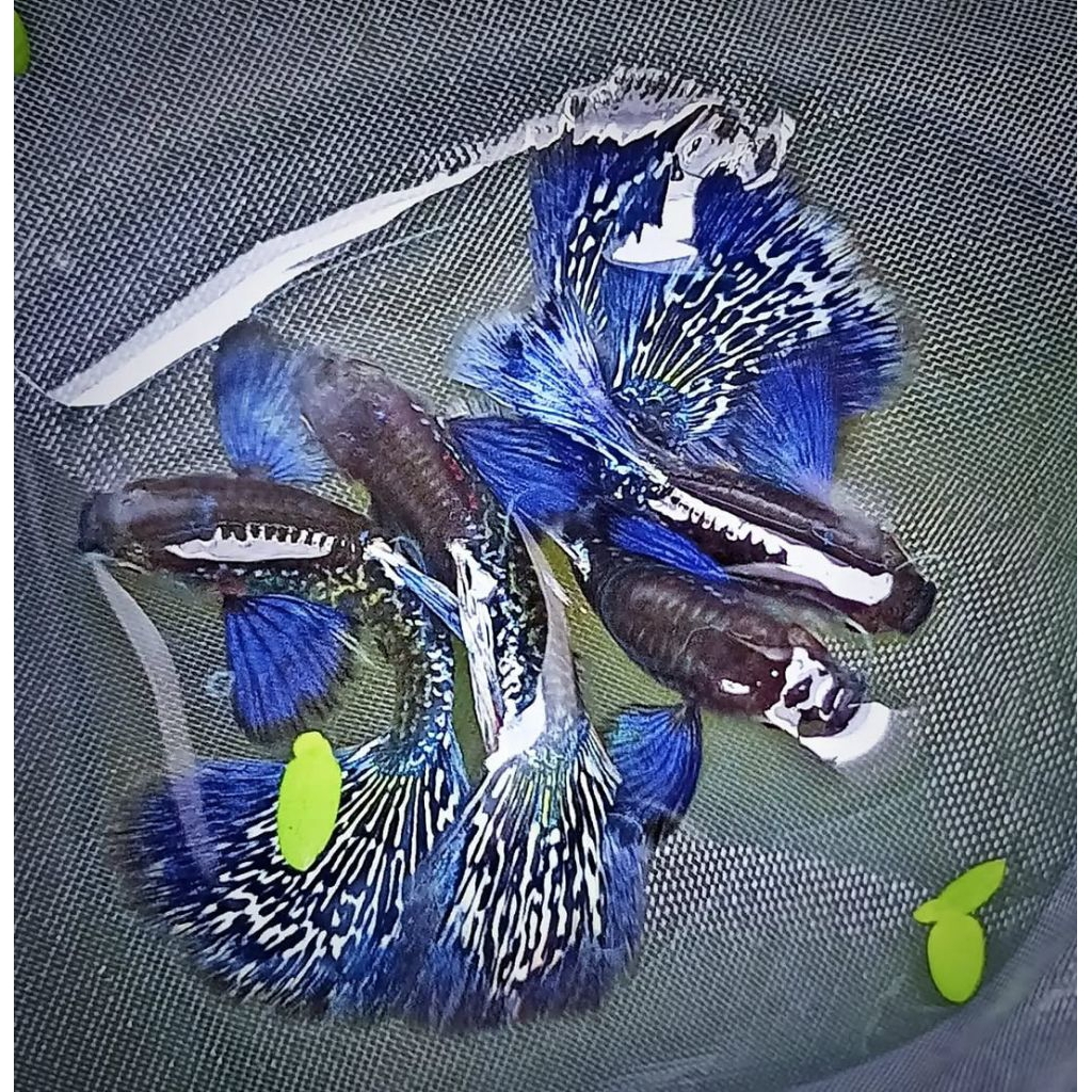 guppy purple dragon dumbo ear pasangan