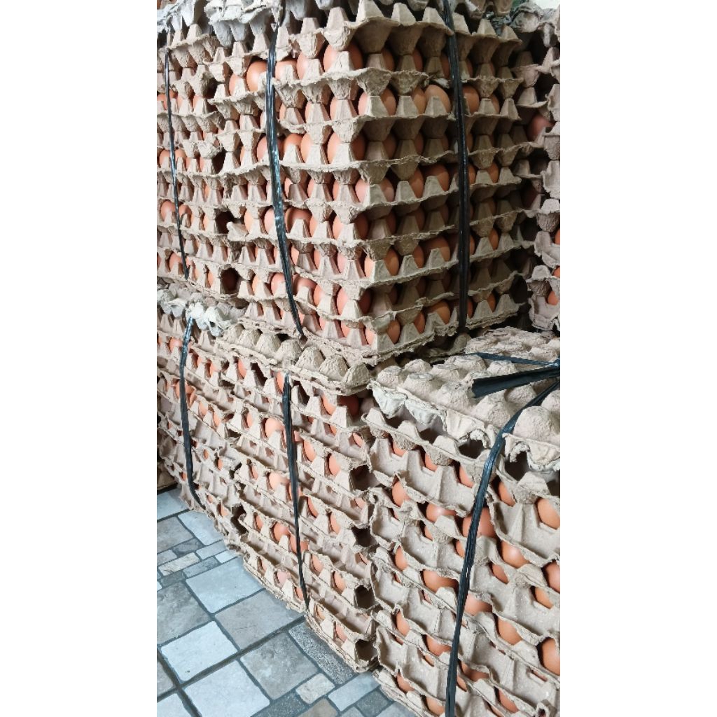 telur ayam negri