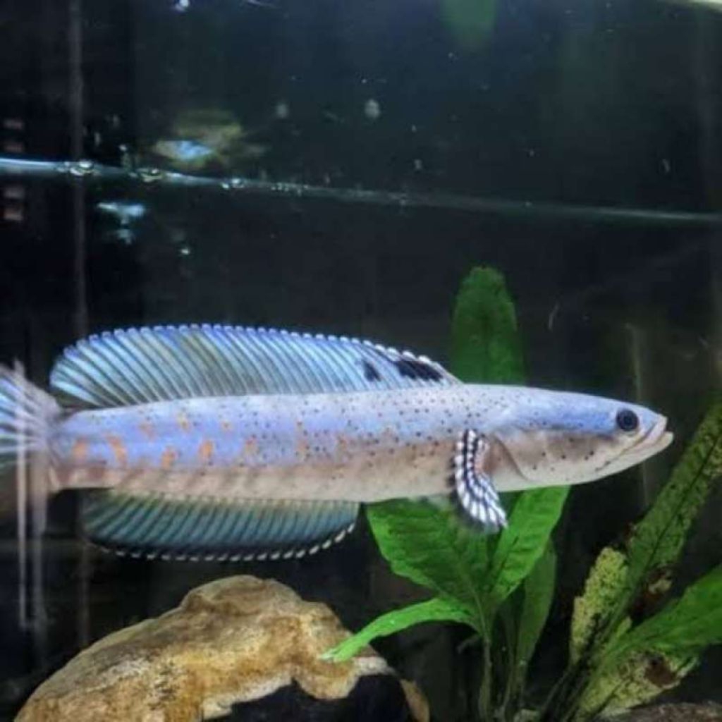 Pulchra channa