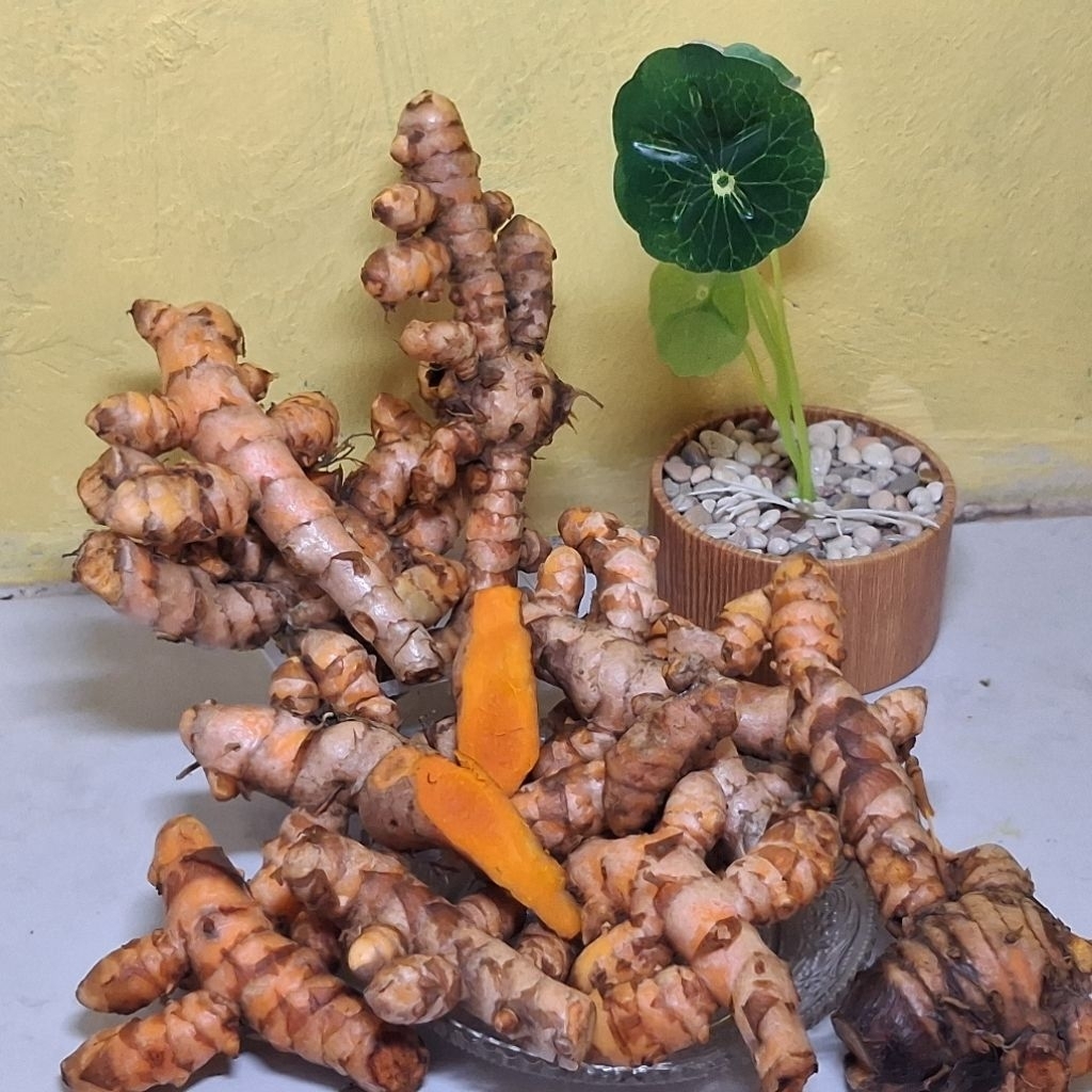 kunyit 1 kg