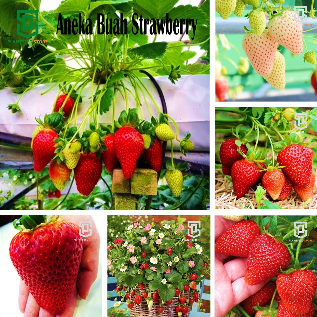 Aneka Biji Benih Strawberry Jumbo California Bibit Tanaman Buah Stroberi Manis Import Super Unggul