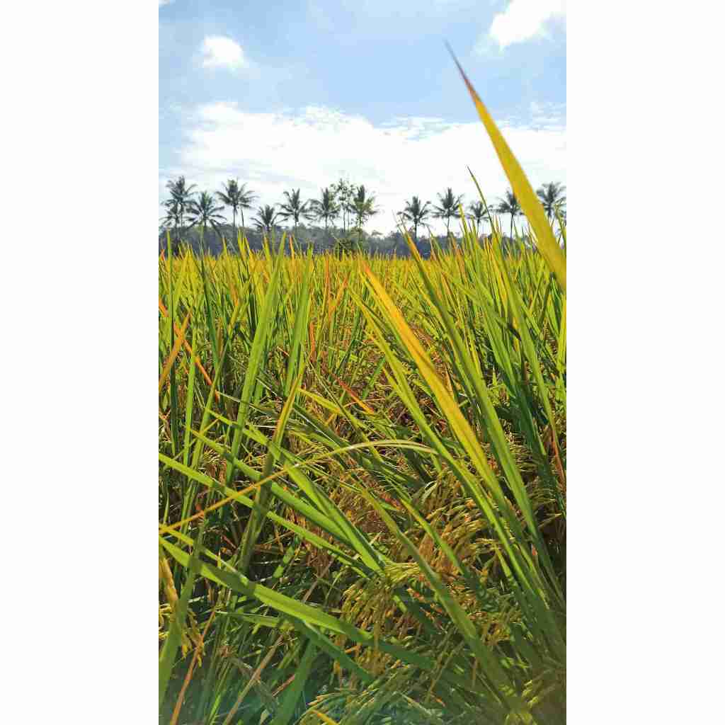 Benih Padi Inpari 43 Agritan GSR (AGRO SENTOSA)
