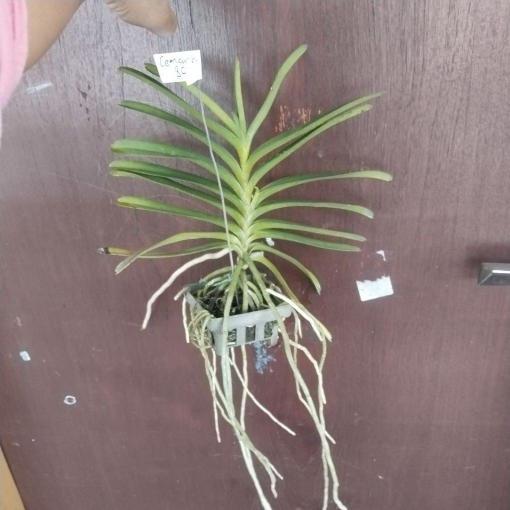 vanda mokara mini