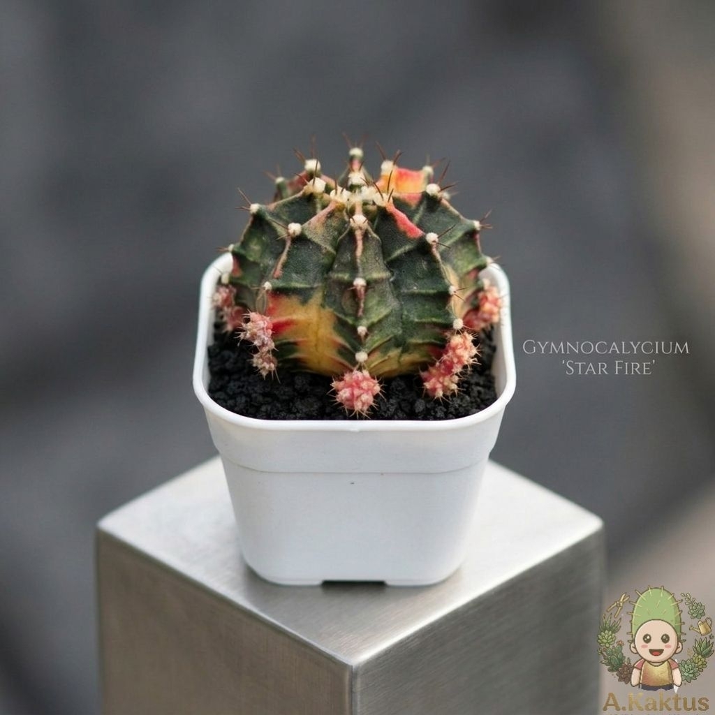 kaktus mini gymnocallycium "Star Fire" || gymnocallycium mihanovichii || gymno variegata