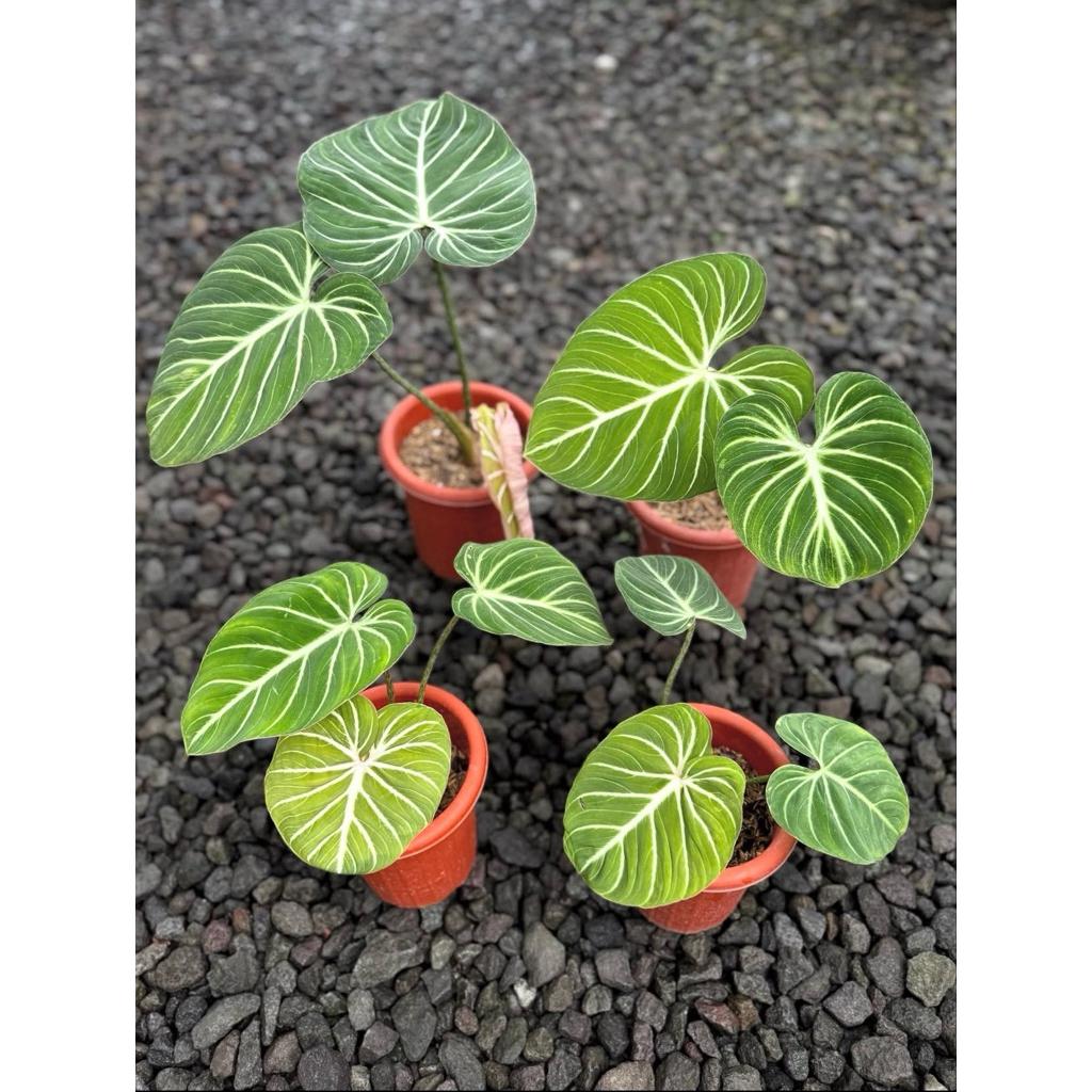 philodendron gloriosum white veins