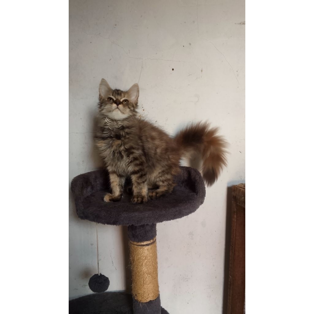 KUCING Maincone /Persia /Bigbone Longhair medium
