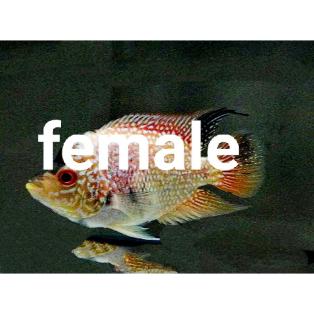 pakan khusus louhan siap breeding female