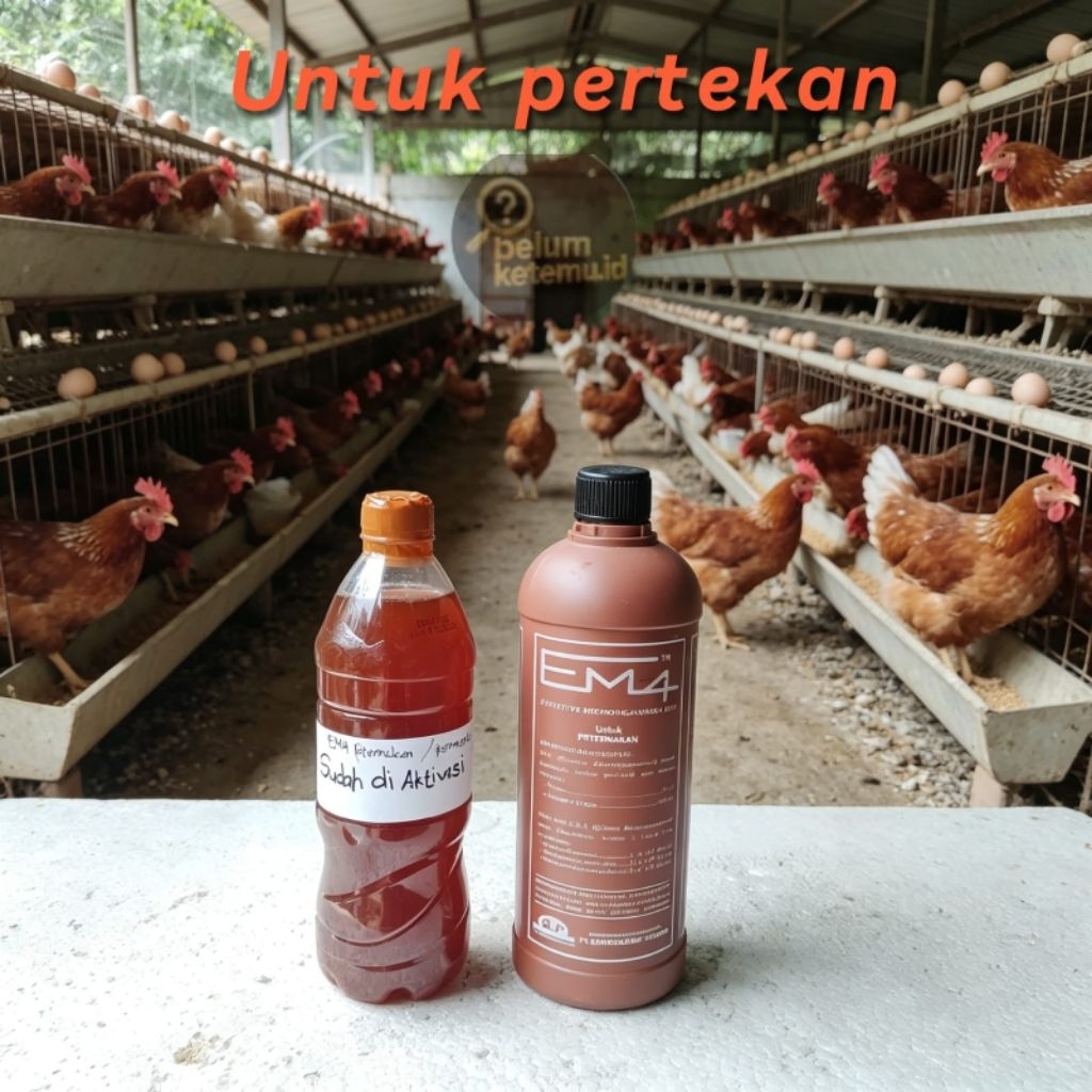 FERMENTASI EM4 UNTUK PETERNAKAN