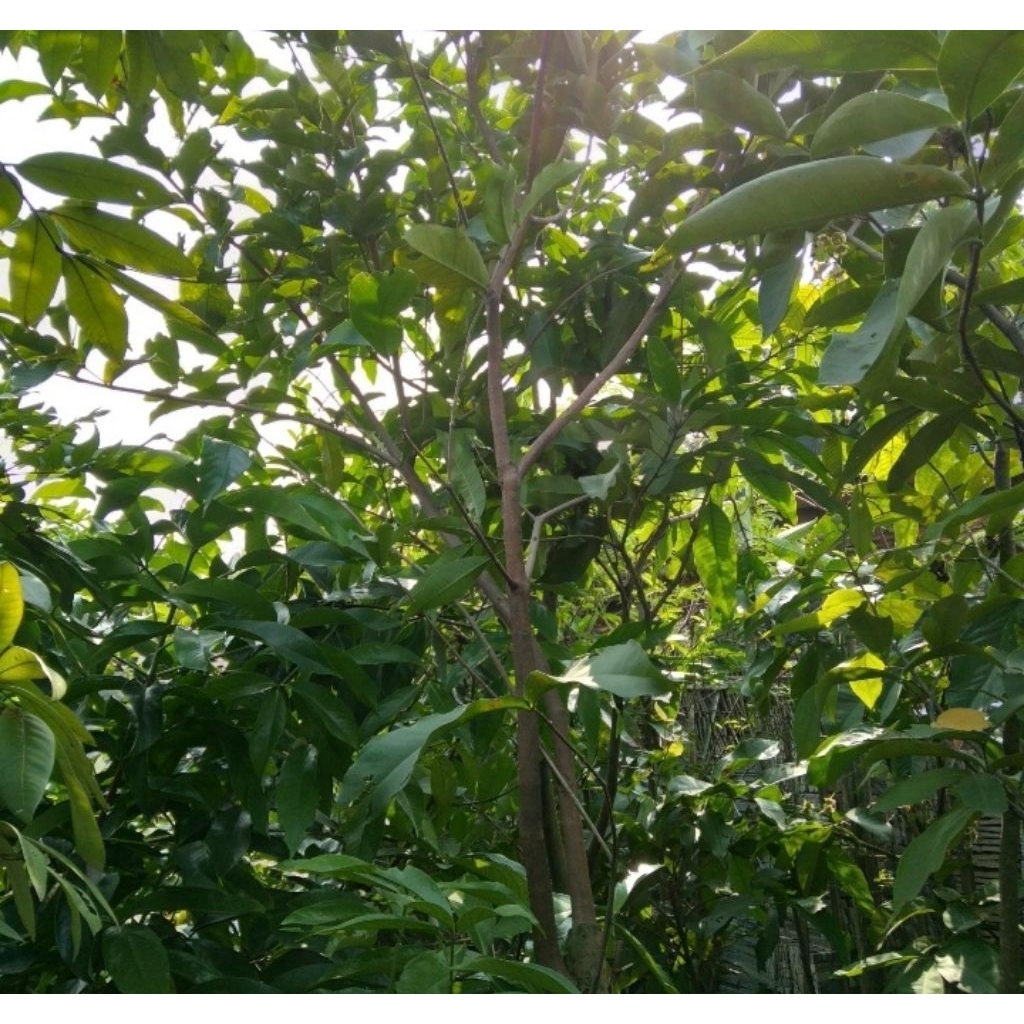 pohon buah jambu citra. pohon jambu citra
