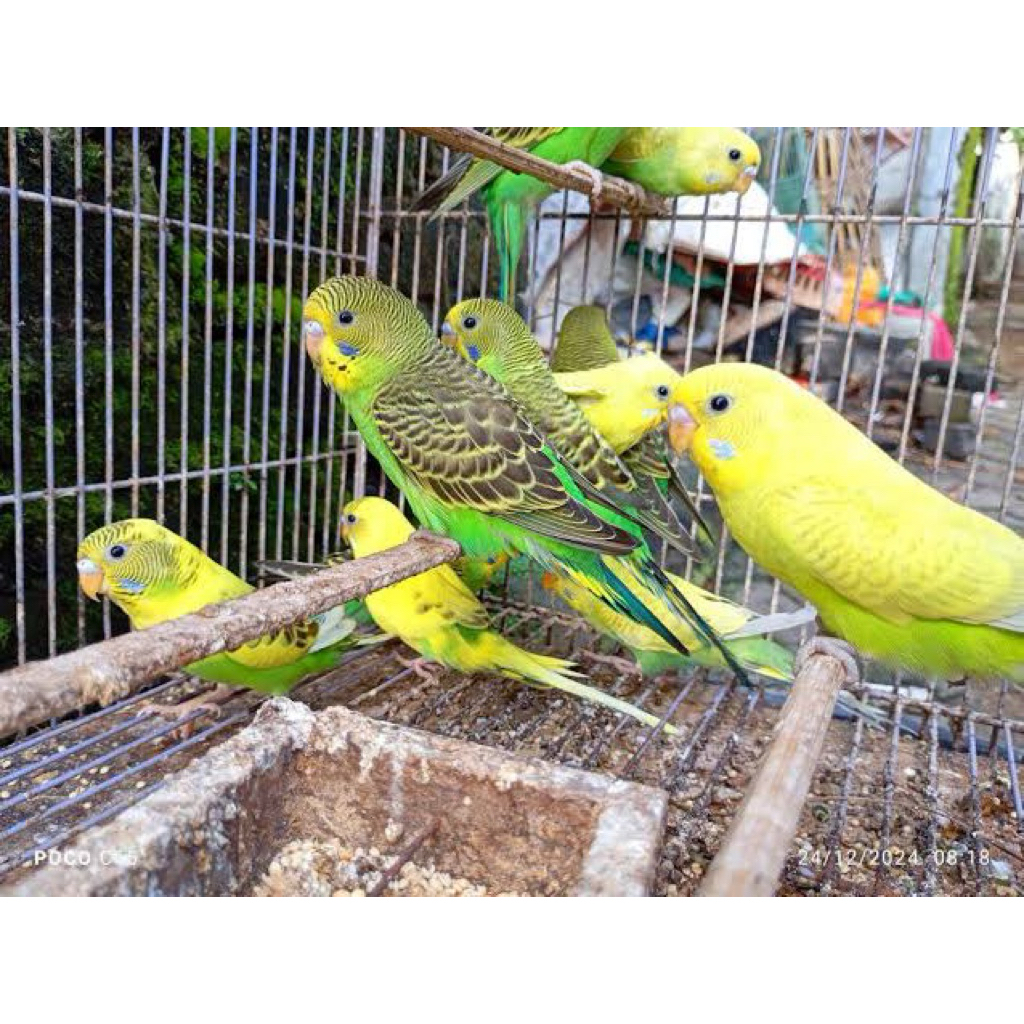burung parkit berbagai macam warna