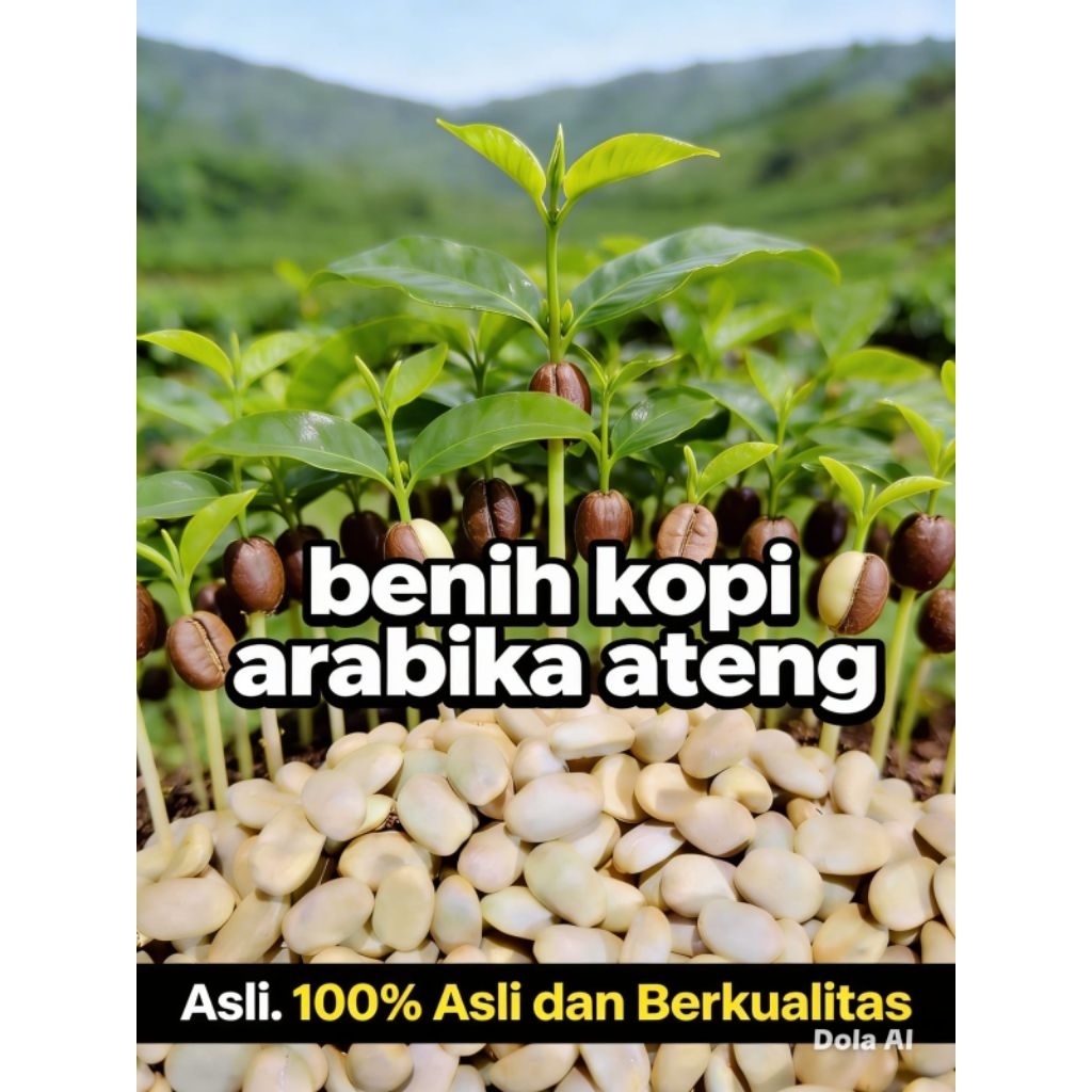 Bibit/benih biji kopi Arabika ateng berkualitas tinggi F1 FULL SORTIRAN siap semai