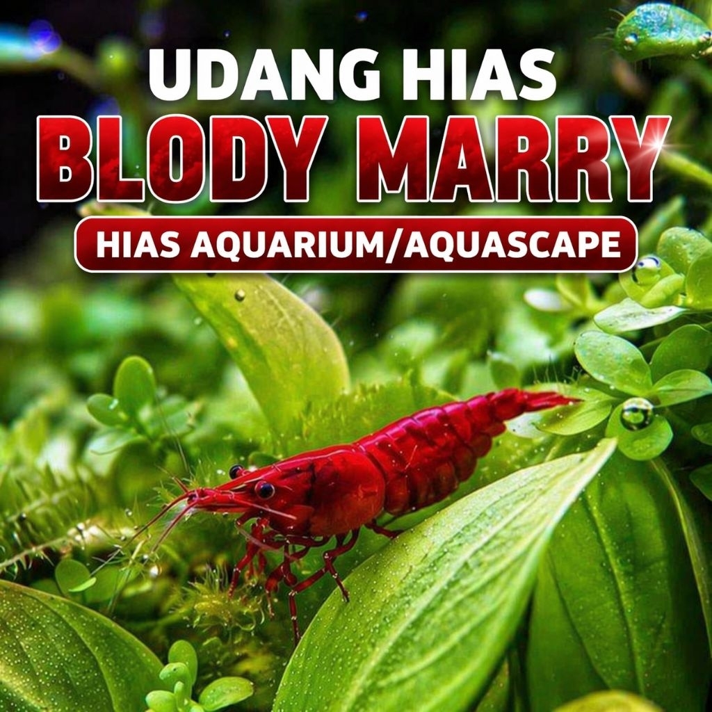 Udang Hias Caridina Udang  Blody marry  hiasan aquarium aquascape