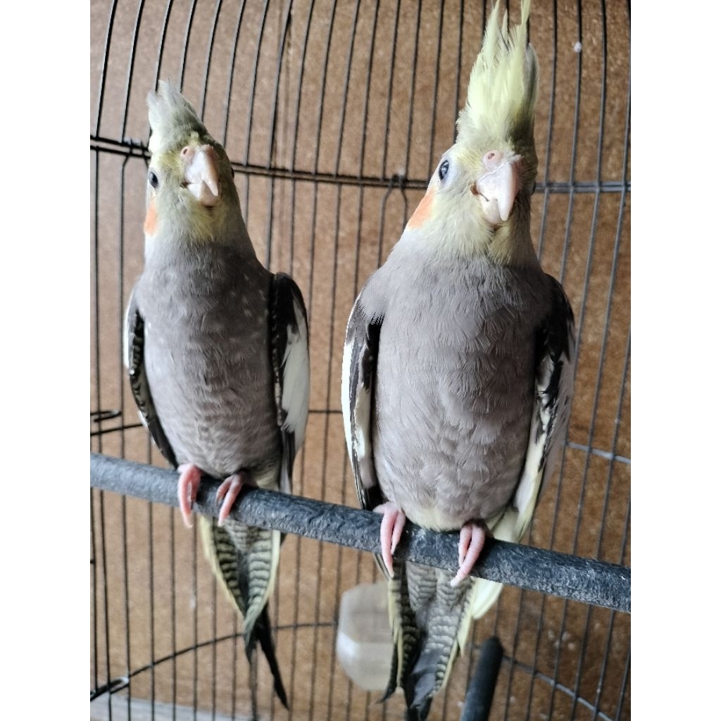 Falk parkit Australia