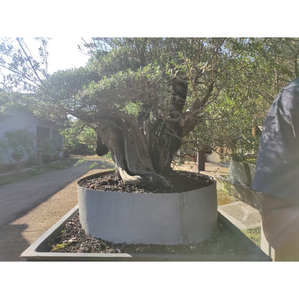 Bonsai Santigi