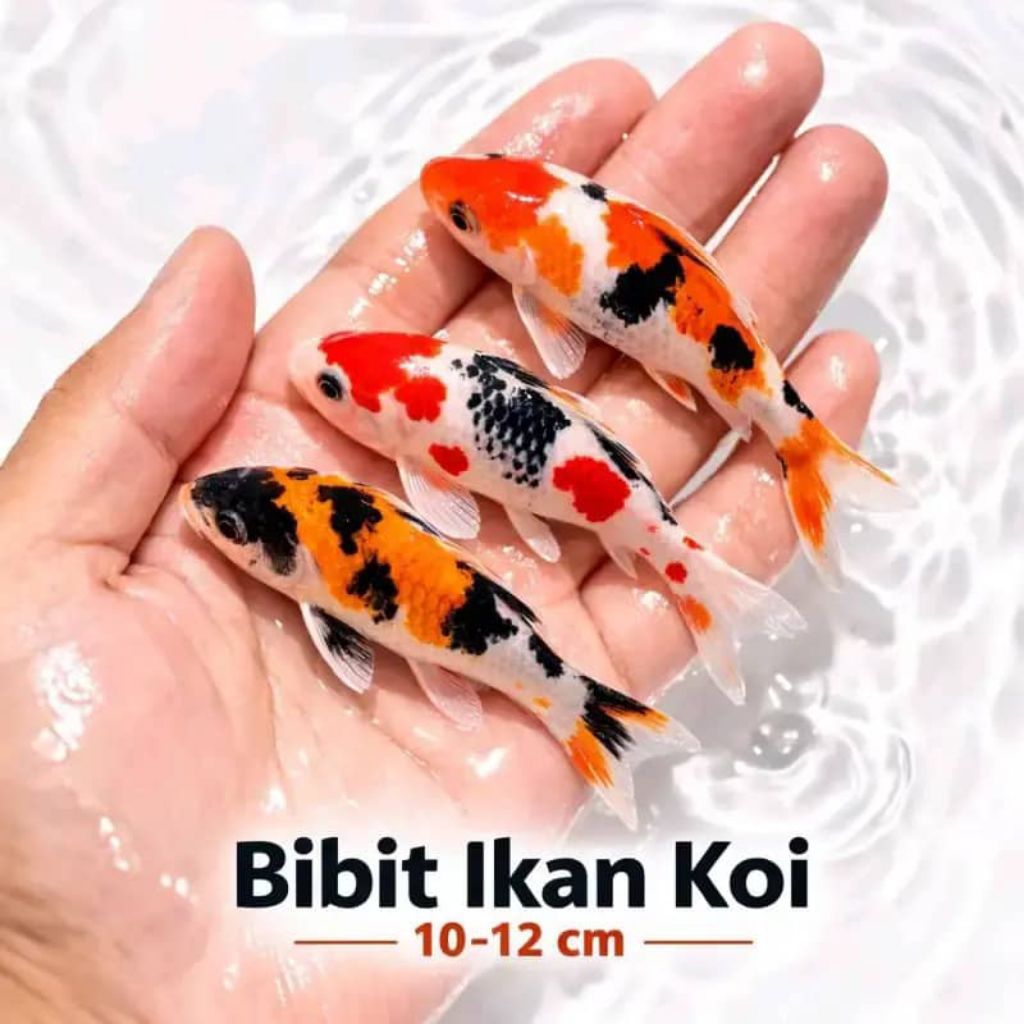 IKAN KOI SHOWA SANKE SHIRO 10-12cm