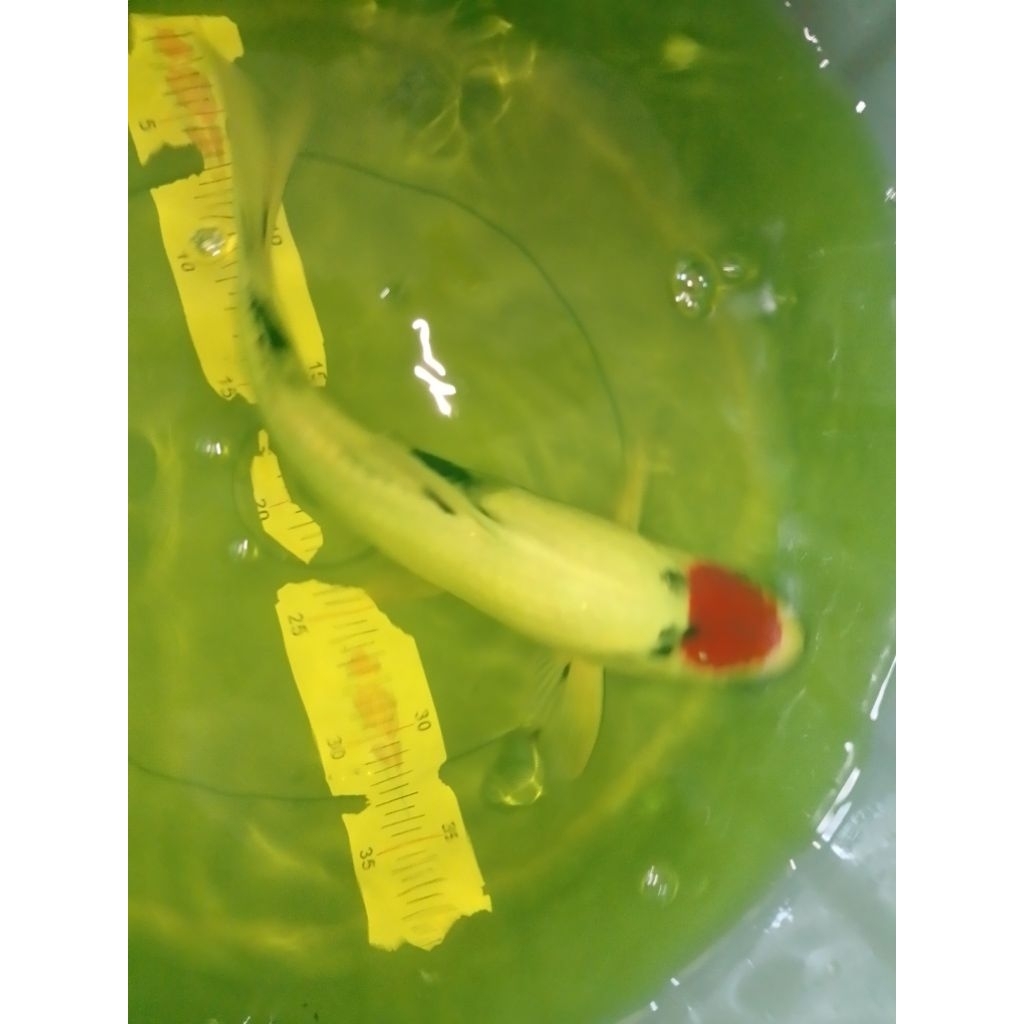 Ikan koi jenis Tancho Showa 36cm male warna merah