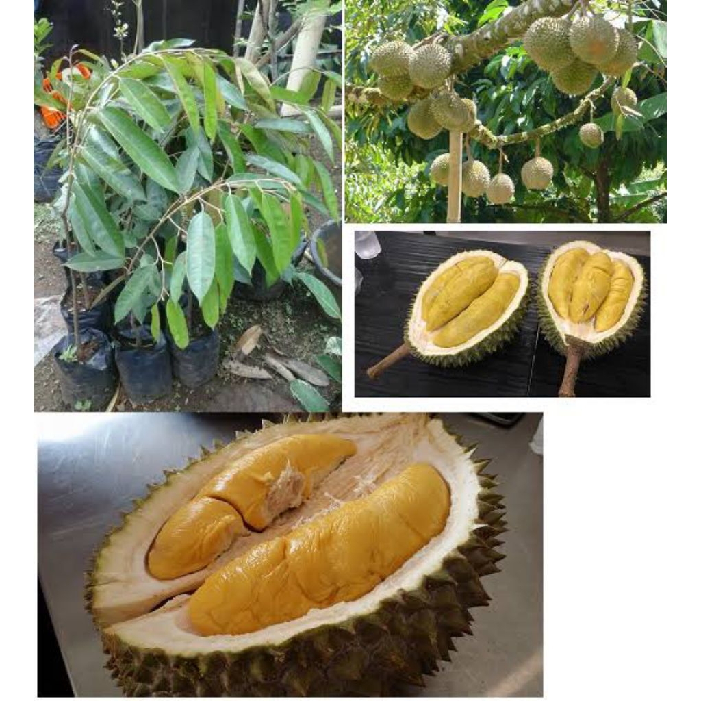 Bibit Durian Musang King Unggul Cepat Berbuah Durian Premium Siap Tanam Produktif