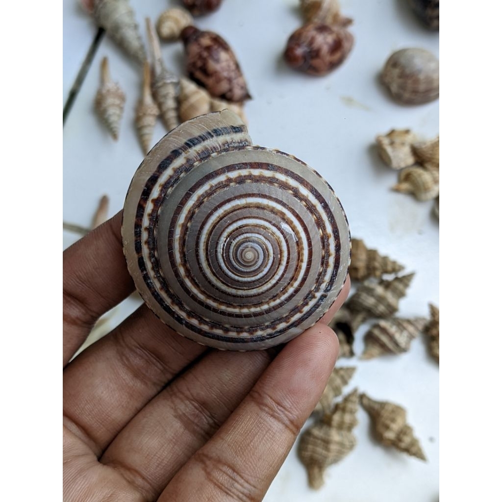 cangkang kerang puser untuk kerajinan