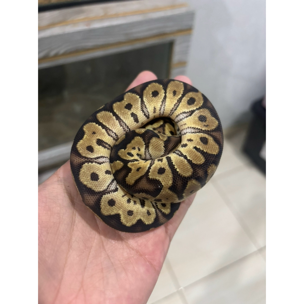 BALL PYTHON PASTEL CLOWN HET AXANTIC VIP (BABY)