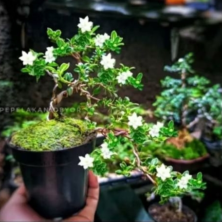 tanaman hias mirten - bahan bonsai mirten - bonsai mirten + kawat