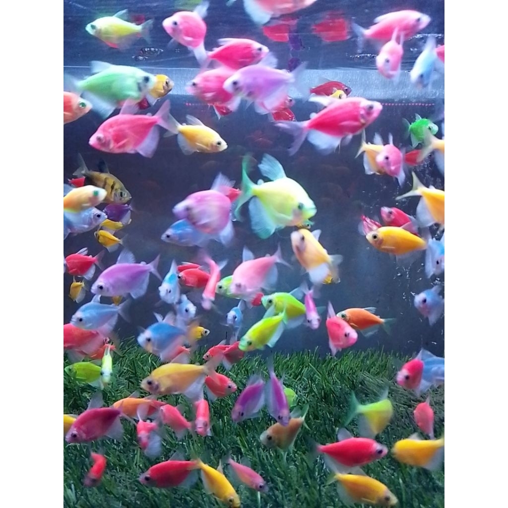 Paket 10/20/50/100 Ekor Glofish Tetra Campur (Mix Color)