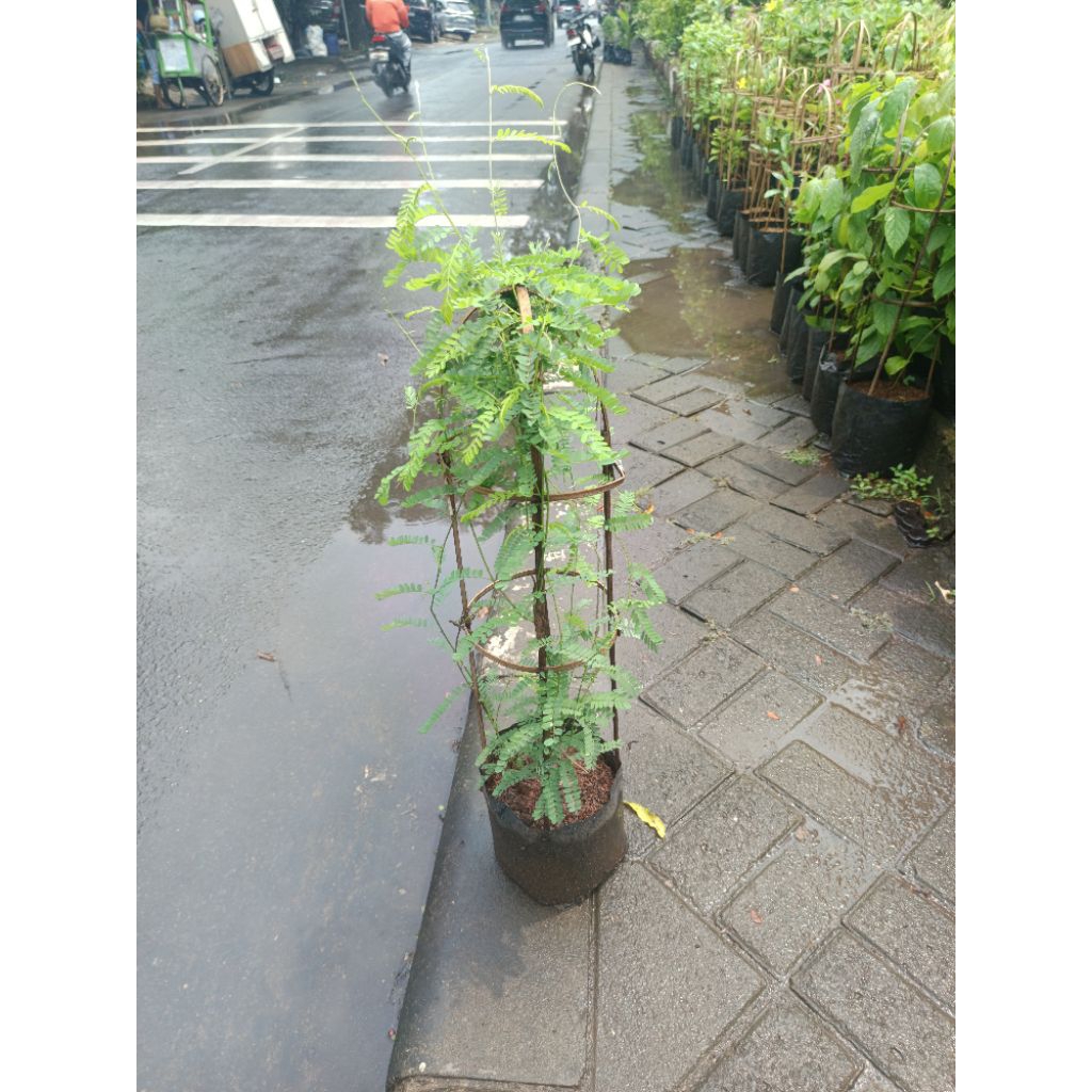 pohon herbal saga\tanaman herbal daun saga