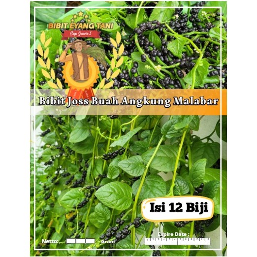 Bibit Joss Buah Angkung Malabar | Biji Benih Buang Angkung Malabar | Angkung gendola Herbal