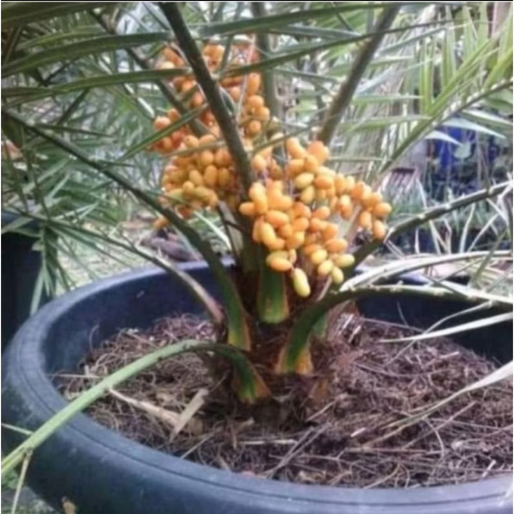 bibit tanaman buah kurma ajwa