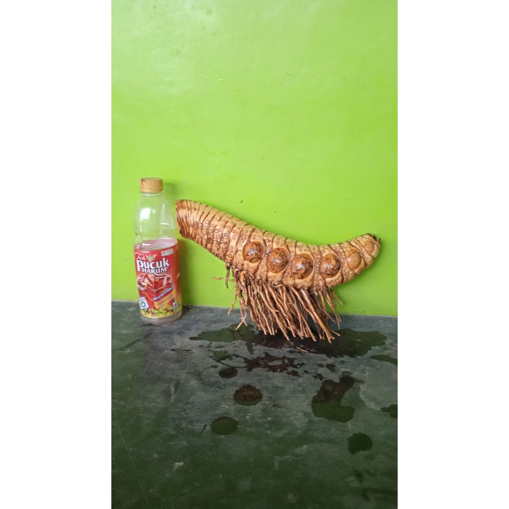 Bahan bonsai bambu kuning