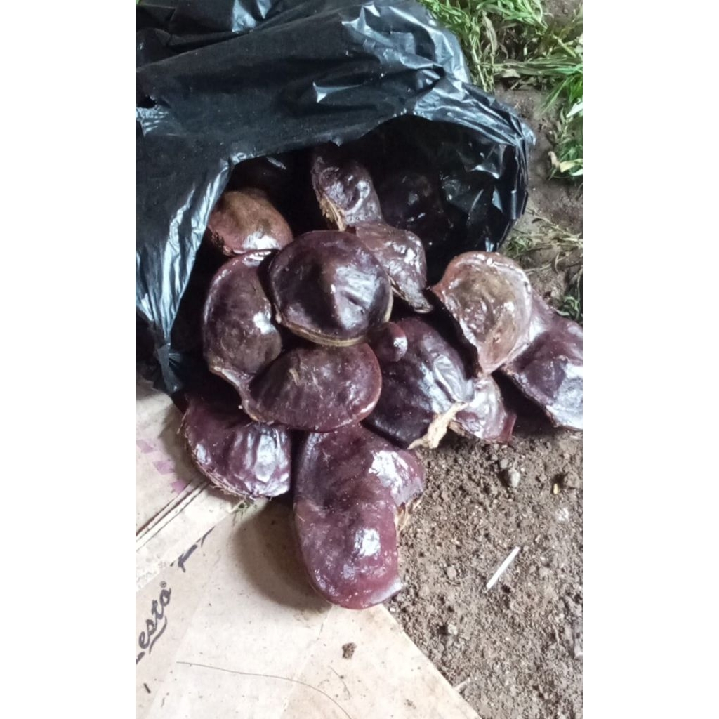 Jengkol tua mentah 500gram pulen siap pasak