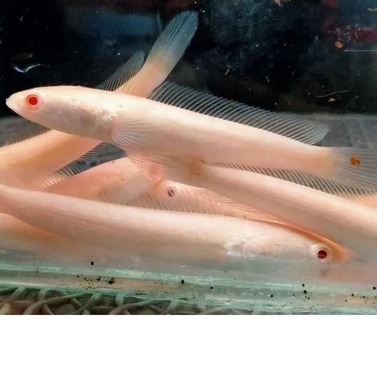 chana albino striata