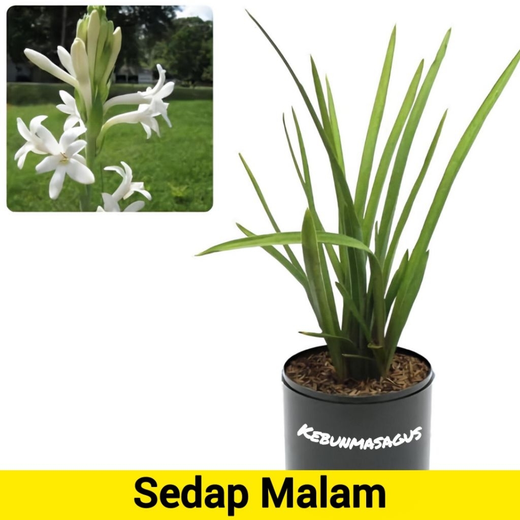 Tanaman Hias Bunga Sedap Malam Termurah - Bunga Sedap Malam - Sedap Malam Bunga - Sedap Malam