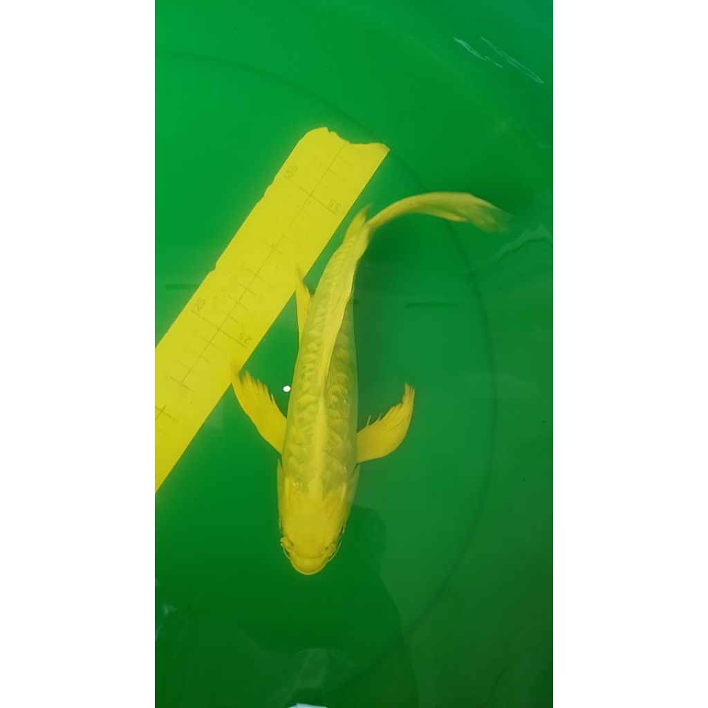 Ikan koi jenis Slayer Platinum Doitsu Aragoke 30cm