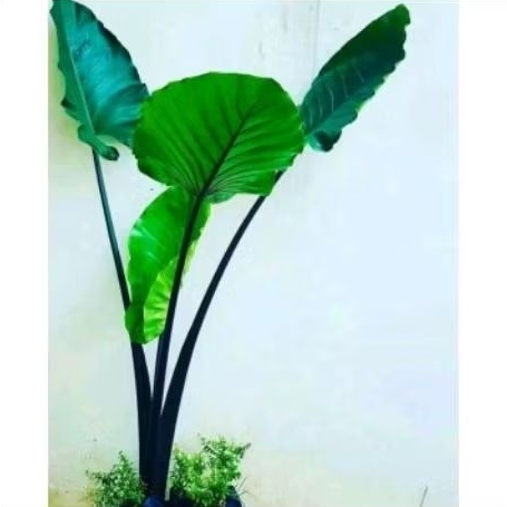 tanaman hias sente batang hitam - sente hitam