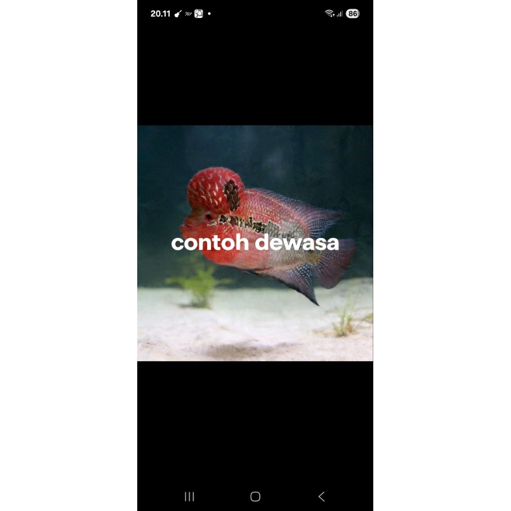 hiasan aquarium ikan louhan / lohan srd srm size 5 - 8cm cocok untuk progres