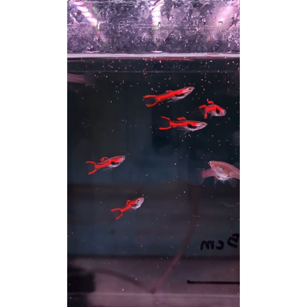 guppy endler red scarlet