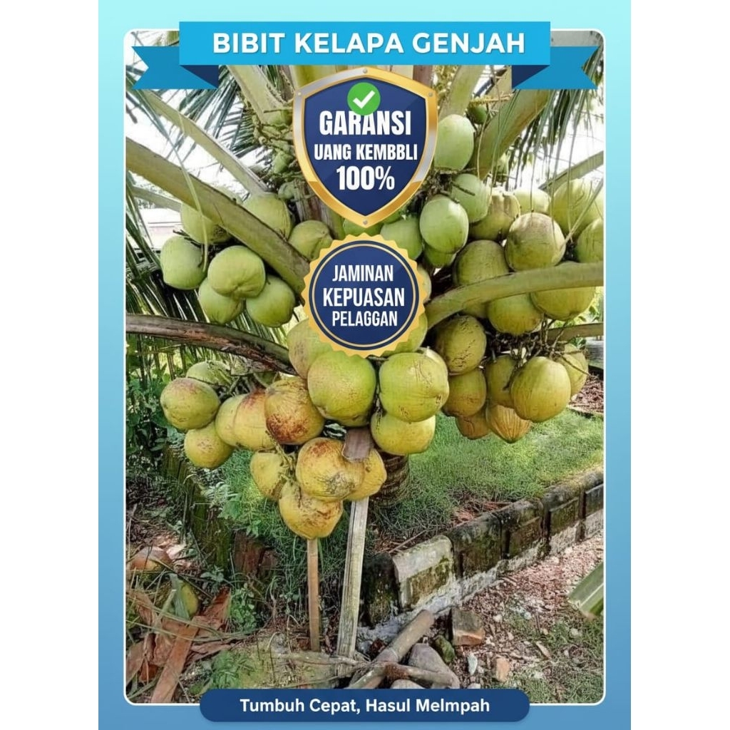 TERJAMIN  Bibit Kelapa Genjah Entok Bersertifikat, Bibit Kelapa Genjah Entok Kebumen